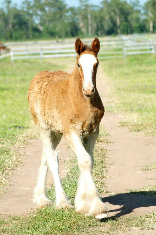 Earlsfield Stanley @Earlsfield Clydesdale Stud